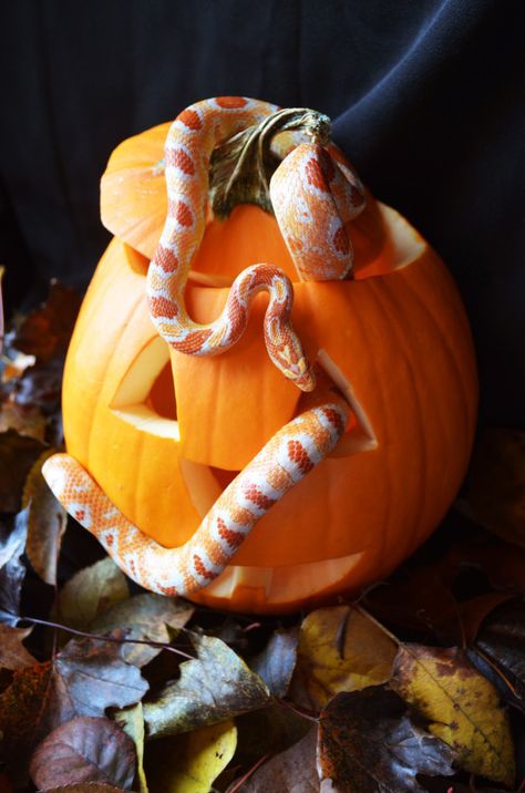 super cute snake and pumpkin Joker Pumpkin, Glam Skull, Scary Decorations, Pumpkin Carvings Stencils, Cute Snake, Snake Art, Beautiful Snakes, Halloween Artwork, Black Vase