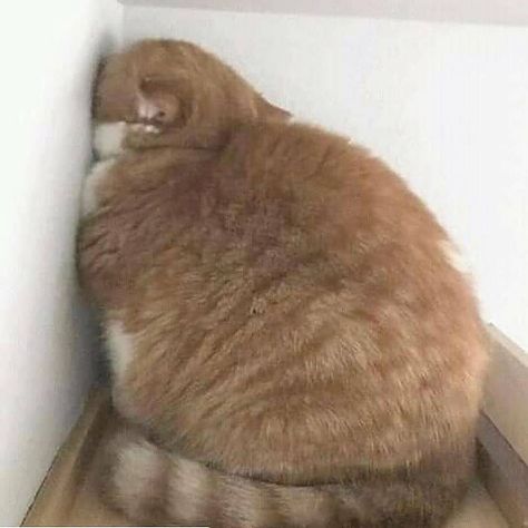 Sleepy Funny, Tired Cat, Cute Fat Cats, Heartwarming Pictures, What Cat, Silly Cats Pictures, Cat Meme, Cat Aesthetic, Fat Cats