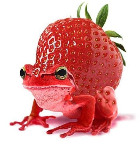 Frog Art Cute, Frog Pictures, Frog Art, Weird Stuff, Art Cute, Cute Frogs, Frogs, Fruit, Pins