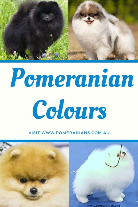 Pomeranian colours Australia explained. Details and pictures of Pomeranian colours and patterns. #dochlaggie #pomeranian Pomeranian Puppy Colors, Black Pomeranian Puppies, Pomeranian Training, Pomeranian Colors, Toy Pomeranian, Black Pomeranian, Pomeranian Dogs, Cute Pomeranian, Pomeranian Puppies