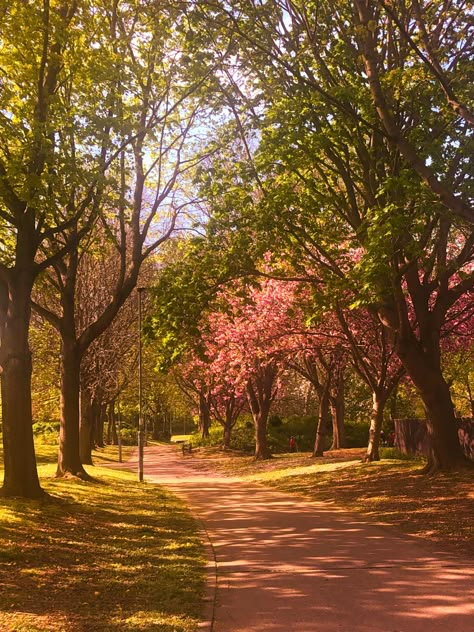 Japanese Park Aesthetic, Nature Park Aesthetic, Bright Aesthetic Pictures, Park Astethic, Cherry Tree Aesthetic, Brightness Aesthetic, Japan Nature Aesthetic, Cherry Blossom Tree Aesthetic, Cherry Blossom City