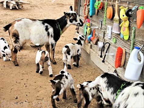 Goat Enrichment Ideas, Goat Enrichment, Goat Playground Ideas, Goat Playground, Goat Pen, Goat Barn, Backyard Chicken Farming, Pygmy Goat, Playground Ideas