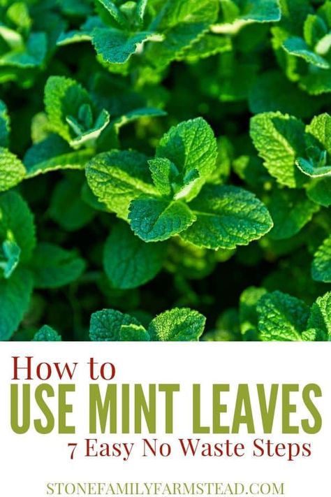 Mint is so prolific and can be quite invasive, but not if you know what to do with it! Here's how to use mint leaves in seven easy no waste steps! #whattodowithmint #whattodowithmintleaves #whattodowithmintfromthegarden #whattodowithmintleavesideas #herbs #mint Mint Plant Uses, Dehydrate Tomatoes, Mint Recipes Fresh, Can Tomato Sauce, Mint Herb, Companion Gardening, Preserving Herbs, Harvesting Herbs, Urban Chickens