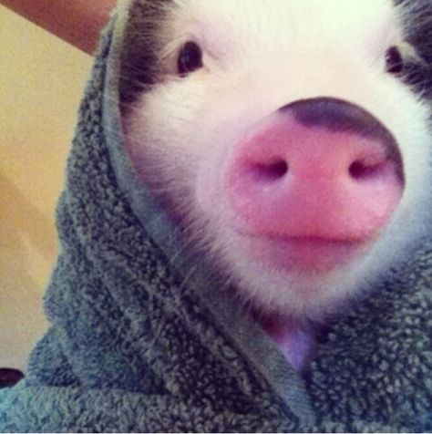 After shower selfie Pig In A Blanket, Unusual Pets, Pig Stuff, Teacup Pigs, Cute Piglets, Mini Pigs, Pigs In A Blanket, Cute Piggies