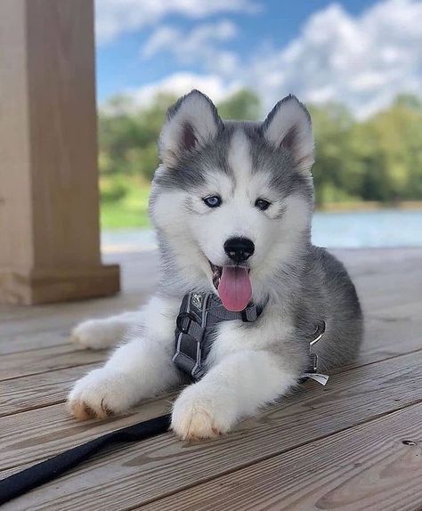 Husky Mix Breeds, Small Husky, Blue Eyes Baby, Husky Facts, Siberian Husky Facts, Baby Husky, Black Husky, Husky With Blue Eyes, White Siberian Husky