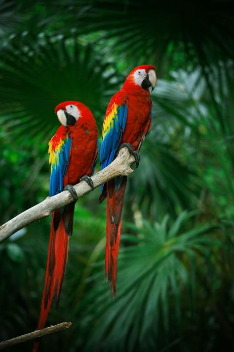 Extremely Fascinating Scarlet Macaw Facts You Ought to Knowhbjhgsjdhgkwsahge;foulewfgw.ulfglbxbbshhhhhyduhjeuuewuuidekjolij Scarlet Macaw, Parrots Art, Macaw Parrot, Colorful Parrots, Parrot Bird, Pretty Animals, Bird Pictures, Exotic Birds, Tropical Birds