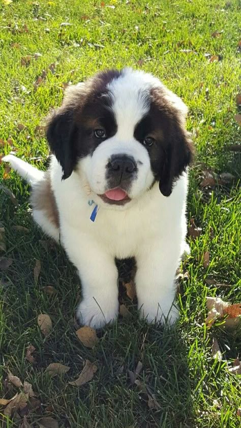 Chubby Puppies, Saint Bernards, St Bernard Puppy, St Bernards, Cute Doggos, Cute Dogs Images, St Bernard Dogs, Bernard Dog, Baby Horses