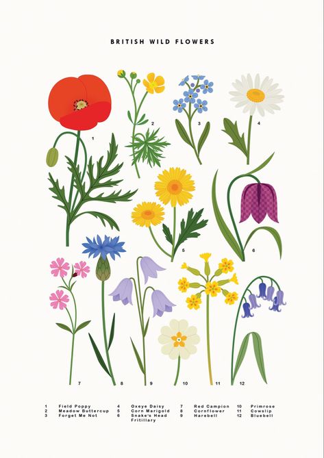 Sarah Abbott, British Wild Flowers, Green Aura, Wildflower Drawing, Flower Graphic Design, British Flowers, Illustration Botanique, Floral Drawing, Affinity Designer