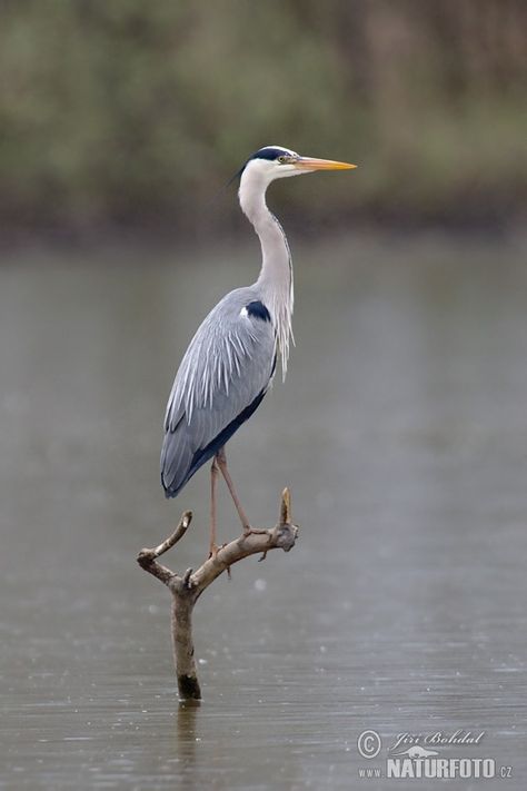 Grey Heron Photos, Grey Heron Images, Nature Wildlife Pictures | NaturePhoto Photo Editing Video, Heron Tattoo, Heron Photo, Heron Art, Coastal Birds, Grey Heron, Editing Video, Nature Birds, Bird Pictures