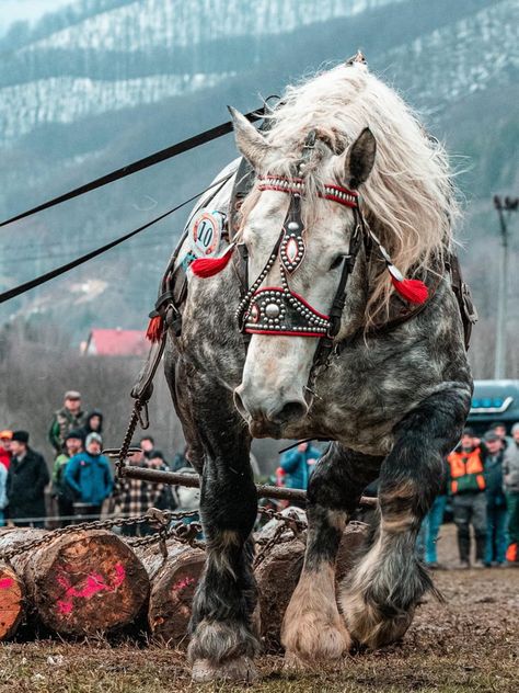 Big Horse Breeds, Percheron Horses, Clydesdale Horses, Big Horses, Most Beautiful Horses, Work Horses, Draft Horses, Horse Photos, Pretty Horses