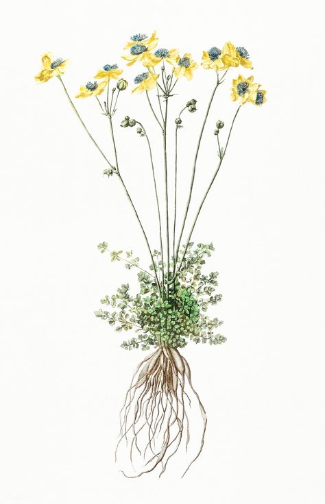 Yellow flowers with roots by Johan Teyler (1648-1709). Original from Rijks Museum. Digitally enhanced by rawpixel. | premium image by rawpixel.com Roots Illustration, Roots Drawing, Roots Tattoo, Game Room Wall Art, Custom Family Tree, Free Illustration Images, Vintage Botanical Prints, Plant Painting, Dutch Artists