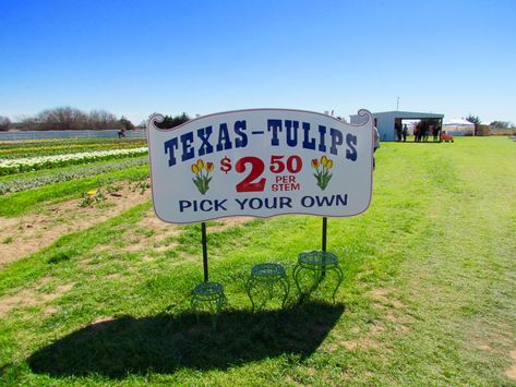 Texas Tulips, Tulip Farm, Visit Texas, Fun Outdoor Activities, Packing Tips For Travel, Travel Board, Foodie Travel, Dallas Texas, Travel Packing