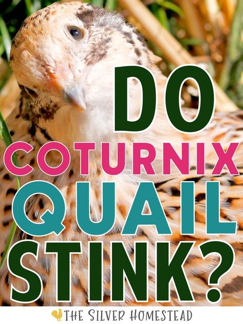 Do Backyard Coturnix Quail coops Stink? make smell smelly poop poops go away odor control reek stinky japanese button painted quails hens roosters roo hen covey flock coop nose odors control cover compost droppings no more smell stink neighbors aviary hutch brooder ground pen cage crate run drip poopy turds clean up scoop sweet pdz horse stall refresher garden safe composting solution to bad ammonia scents Coturnix Quail, Quail Coop, Raising Quail, Bird Identification, Quail Eggs, Coop, The Truth