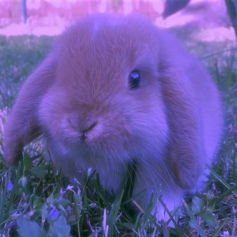 Purple Bunny, Purple Animals, Purple Bedding, Bunny Wallpaper, Neon Aesthetic, Purple Jewelry, Soft Purple, Baby Bunnies