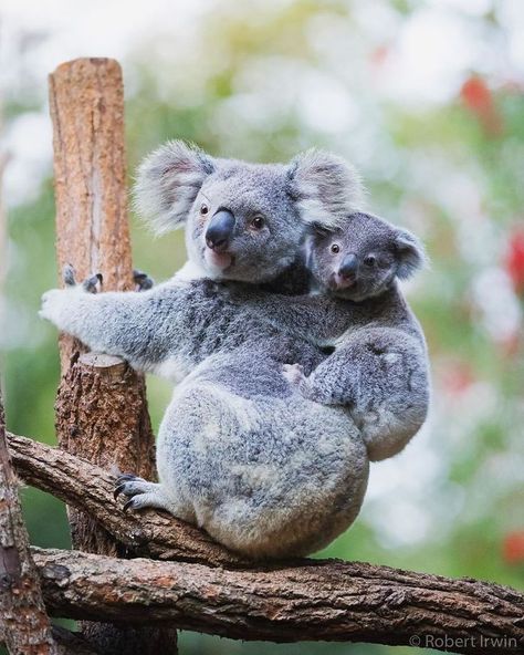 Animal Photography Dogs, National Geographic Animals, Robert Irwin, Regard Animal, Animal Photography Wildlife, Wild Animals Photography, Steve Irwin, Australian Wildlife, Wildlife Photos