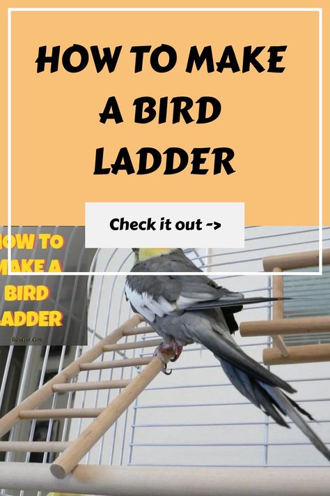 How to Make a Bird Ladder https://birdever.com/how-to-make-a-bird-ladder Diy Wooden Ladder, Make A Bird, Diy Ladder, Rope Ladder, Wooden Ladder, Learn To Fly, Bird Perch, Pet Bird, Bird Toys