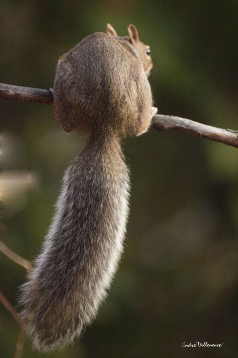 (via by Andre Villeneuve Equilibrer la queue et la tête - pixdaus) Animal Lover Quotes, Secret Squirrel, Squirrel Tail, Squirrel Pictures, Squirrel Girl, Prairie Dog, Interesting Animals, A Squirrel, Walk In The Woods