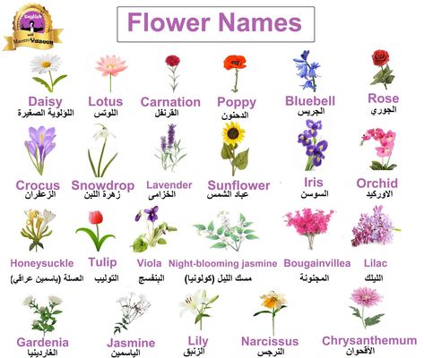 Learning Arabic Msa (fabiennem) | Learn English, Learning Flowers Name In English, Arab Language, Arabic Colors, Best Herbs To Grow, Flower Chart, Learn Arabic Online, Teaching Vocabulary, Korean Words Learning, Learn Arabic Alphabet