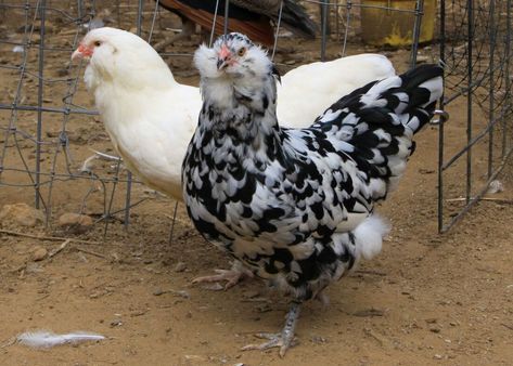 Ermine Ameraucanas Ameraucana Chicken Eggs, Ameraucana Rooster, Ameraucana Chicken, Chicken Life, Chicken Breeds, White Bird, Chicken Eggs, Black Bird, Bugs