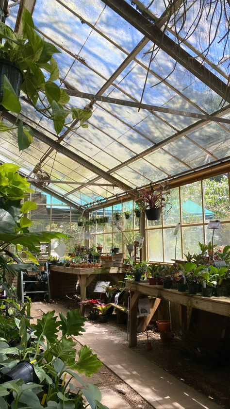 Greenhouse Aesthetic, Greenhouse Pictures, Plant Greenhouse, Greenhouse Plants, Diy Home Decor Ideas, Plant Science, Plant Aesthetic, Greenhouse Gardening, Home Decor Projects