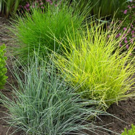 Garden Hillside, Carex Grass, Small Garden Inspiration, Fountain Grass, Backyard Inspiration, Ornamental Grasses, Perennial Plants, Front Garden, Growing Plants