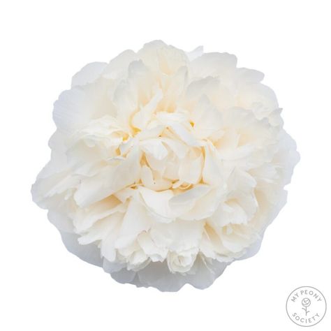 Cream Peonies, Period Color, White Peony, Flower Food, White Peonies, White Bowls, Large Flowers, Flower Shape, Peonies