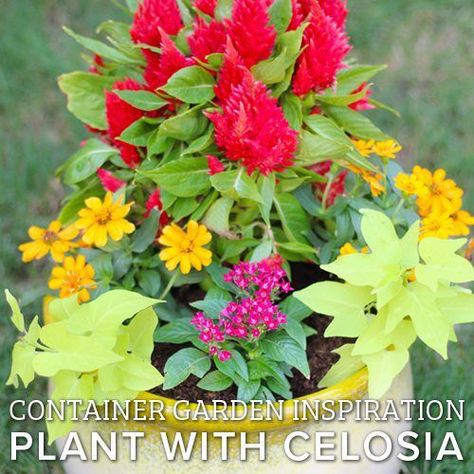 Container Garden Inspiration: Plant with Celosia | Calloway’s Nursery Celosia Flower Pots Ideas, Celosia Flower Pots, Planter Gardening, Celosia Flower, Container Garden Design, Sun Porch, Flower Pots Outdoor, Container Gardens, Container Garden