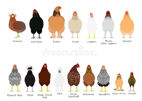 Breeds Of Chickens Pictures, Friendliest Chicken Breeds, Different Types Of Chickens, Types Of Chickens Breeds, Chicken Names Hens, Chicken Coop Decor Ideas, Chicken Breeds With Pictures, Cute Chicken Names, Chicken Coop Easy