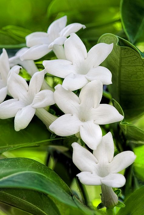 Hawaiian Wedding Flowers, White Lily Bouquet, Flower Identification, White Flower Farm, Lily Bouquet, Flower Guide, White Bridal Bouquet, Garden Angels, Moon Garden