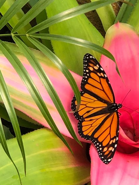 Monarch Butterfly in the Butterfly Pavilion at Chatfield Farms, Denver Botanic Gardens Butterfly Pavilion, Denver Botanic Gardens, Botanic Gardens, Monarch Butterfly, The Butterfly, Botanical Gardens, Denver