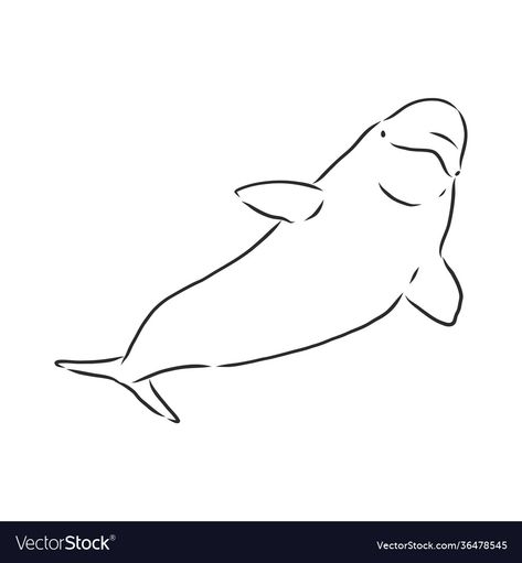 Whale Sketch, Whale Illustration, Beluga Whale, Engraving Illustration, Hand Drawn Vector, High Res, Png Images, Adobe Illustrator, Hand Drawn