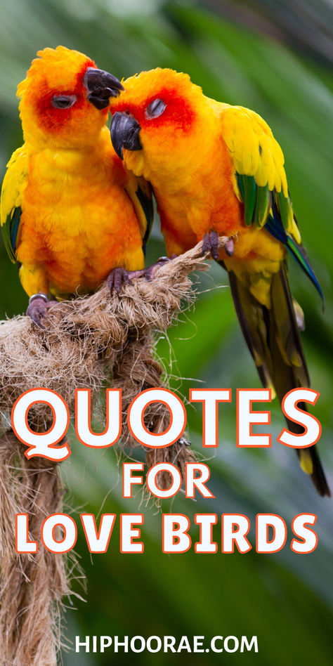 Quotes for love birds Quotes About Birds Short, Bird Quotes Inspirational Short, Alert Quotes, Love Birds Quotes, Quotes For Love, Bird Quotes, Tender Moments, Thank You Quotes, Second Love