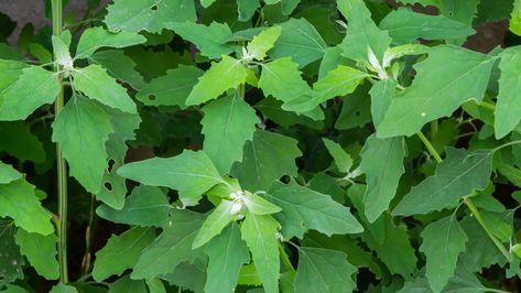 Sauteed Dandelion Greens Recipe, Dandelion Greens Recipes, Body Health Tips, Fattoush Salad, Edible Wild Plants, Herbs And Flowers, Natural Health Care, Health Care Tips, Garden Vegetable