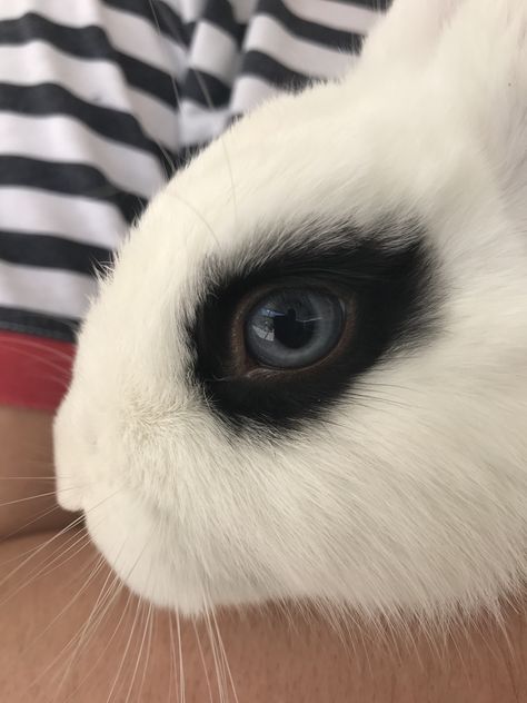 Littlebunny White bunny with black eyeliner Bunny Eyeliner, Eyes References, Bunny Teeth, Black Wedding Veil, Oc Aesthetic, Bun Bun, White Bunny, Bunny Doll, Eye Tattoo