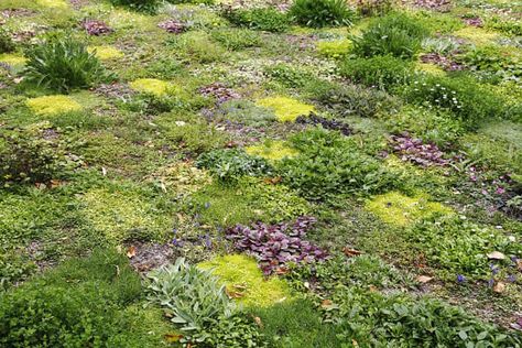 Groundcover Landscaping, Enchanted Dark Forest, Tapestry Lawn, Flower Lawn, Low Growing Ground Cover, Floral Lawn, Small Front Garden, Lysimachia Nummularia, Floral Meadow