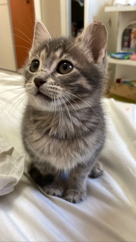 Grey Munchkin Cat, Tabby Cat Grey, Kittens Grey, Silver Tabby Kitten, Tabby Kittens, Grey Tabby Kittens, Grey Tabby Cat, Gray Tabby Cat, Brown Kitten