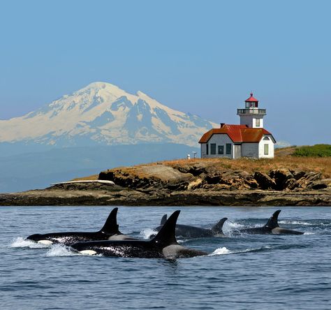 Orcas - Mt. Baker in the background and the Patos Lighthouse - San Juan Islands, WA San Juan Islands Washington, Free Willy, Pacific Northwest Travel, Friday Harbor, San Juan Island, Into The West, Orcas Island, Orca Whales, San Juan Islands