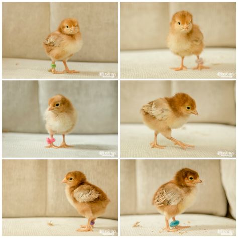 How to Tell Baby Chicks Apart - Rhode Island Red chicks Caring For Baby Chicks, Treats For Baby Chicks, Chick Tattoo, 6 Week Old Chicks, Introducing Chicks To Flock, Mark Baby, Pet Chickens Breeds, Different Breeds Of Chickens, Chicken Tips