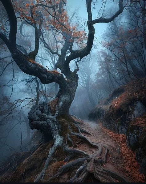 Trees With Lanterns, Burned Down Forest, Horror Forest Aesthetic, Forest Floor Aesthetic, Forest Trees Aesthetic, Haunted Forest Art, Creepy Woods Aesthetic, Spooky Forest Aesthetic, Sleepy Hollow Tree