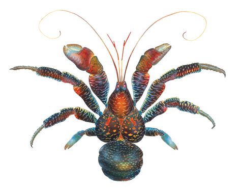 coconut crab! super cool looking Robber Crab, Crab Illustration, Coconut Crab, Crab Tattoo, Crab Art, Tropical Painting, Art And Science, Alien Creatures, Crustaceans