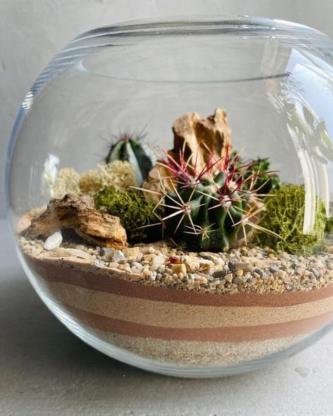 Glass Gardens🇬🇧| Terrarium Art on Instagram: “Happy Saturday!🏜 We have launched our new desert terrarium workshop on @obbyuk & @classbento 💚 Join us on 28th May and create such…” Desert Terrarium Ideas, Terrarium Desert, Succulent Terrarium Ideas, Desert Terrarium, Glass Bowl Terrarium, Terrarium Workshop, Unique Terrarium, Desert Ecosystem, Open Terrariums