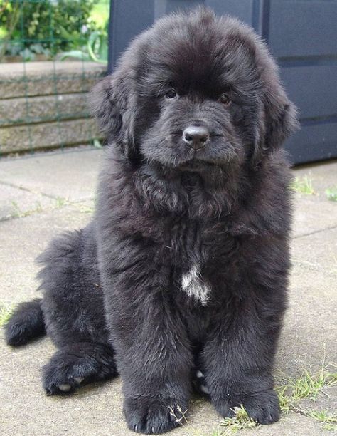 Mellow photos, warm videos, and kind words! A giant dog breed is out there waiting to grab your heart--check out the five best. Newfoundland Puppy, Newfoundland Puppies, Giant Dog Breeds, Newfoundland Dogs, Dog German, Terra Nova, Bear Animal, Pet Cats, Giant Dogs