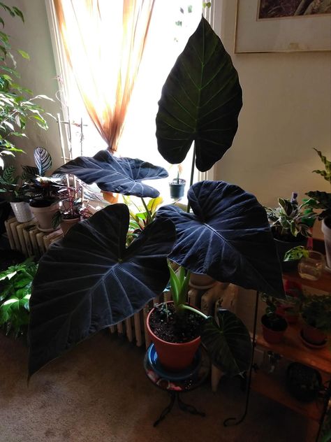 Most Beautiful House Plants, Gothic Indoor Plants, Goth House Plants, Black Plants, Plant Inspiration, Alocasia Plant, Goth Garden, Gothic Garden, Inside Plants