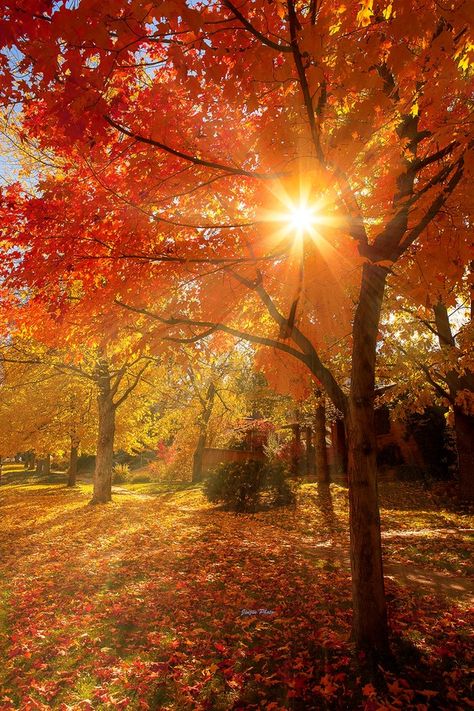 25+ Photos Of Colorful Leaves That Will Bright Up Your Day - ViewBug.com God's Glory, Fall Beauty, Autumn Magic, Instagram Background, Morning Sunrise, Autumn Scenes, Autumn Scenery, Autumn Beauty, Fall Pictures