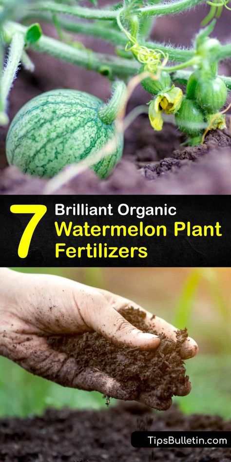 Growing delicious watermelon is easy with preparation and the right tools. Discover the secret behind creating organic fertilizer for watermelon plants at home using surprising items like a banana peel and coffee grounds. #homemade #watermelon #fertilizer Watermelon Growing Tips, Banana Peel Fertilizer, Watermelon Plants, Growing Watermelon, Types Of Watermelon, Grow Watermelon, Homemade Fertilizer, Watermelon Varieties, Growing Melons