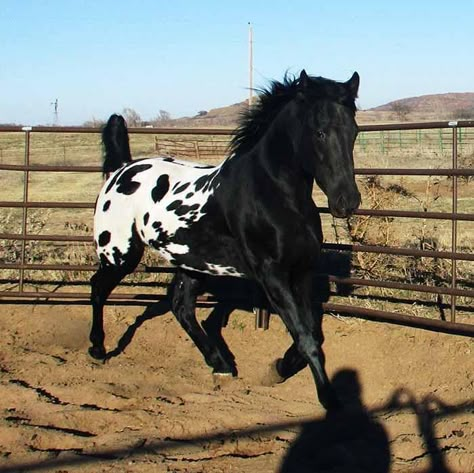 Black Appaloosa, Foto Cowgirl, Horse Coat Colors, Horse Trials, Barrel Racing Horses, Appaloosa Horse, Horse Riding Clothes, Most Beautiful Horses, Appaloosa Horses