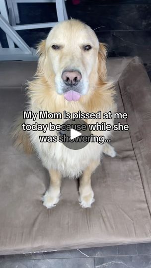 Most Expensive Dog, Expensive Dogs, Golden Retriever Funny, Back Porch Ideas Decks, Dog Stories, Crazy Hair Day At School, Funny Dog Videos, Family Dogs, Packing Tips For Vacation