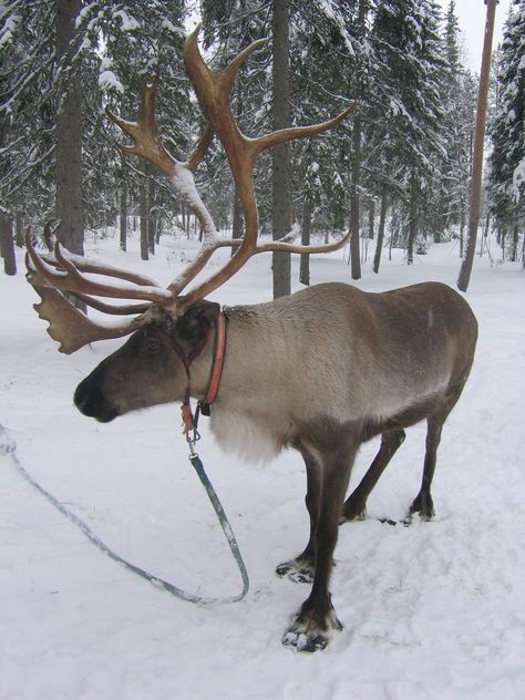 Reindeer farm - Rovaniemi, Finland | Visit to Reindeer farm … | Flickr Anna Aesthetic, Reindeer Farm, Finland Lapland, Rovaniemi Finland, Ketchikan Alaska, Santa's Reindeer, Anna Disney, Lapland Finland, Deer Family