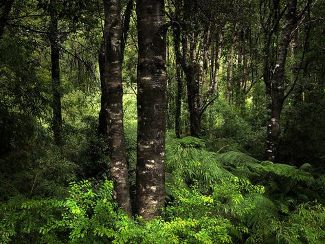 Rainforest Plants, Temperate Rainforest, Rain Forest, Animal Species, Plant Species, Patagonia, Art Painting, Trees, Forest