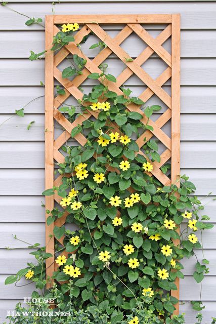 Black-eyed Susan vine - you must plant one of these in your garden this year - it's the vine that keeps going strong all summer long Black Eyed Susan Vine, Flowers Growing, Diy Trellis, Garden Vines, Black Eyed Susan, Black Eyed, Flowering Vines, Garden Trellis, Climbing Plants